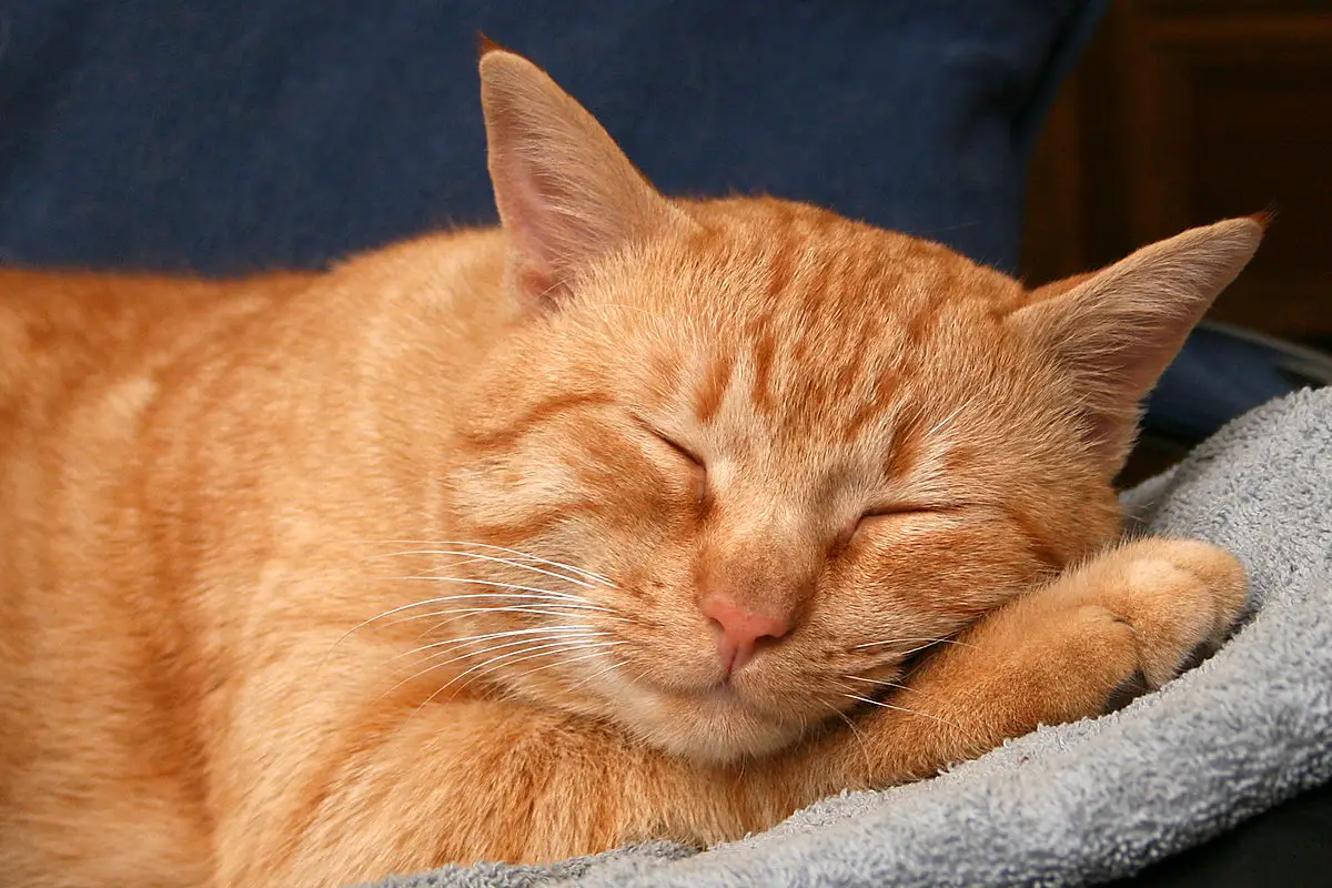 13 Reasons Why are Sleeping Cats so Cute