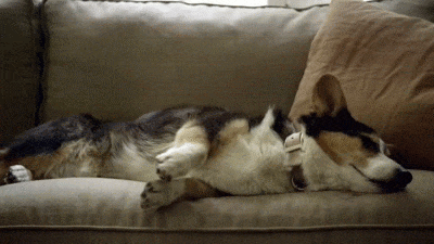 9 Reasons Why Are Sleeping Dogs So Cute