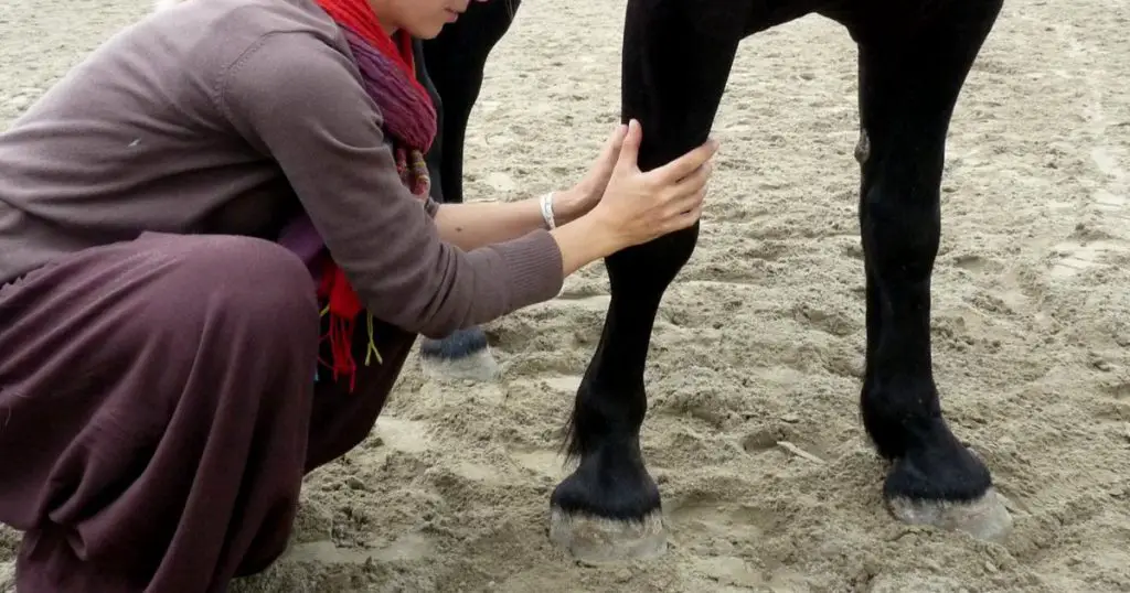 How Many Knees Do Horses Have? PostureInfoHub