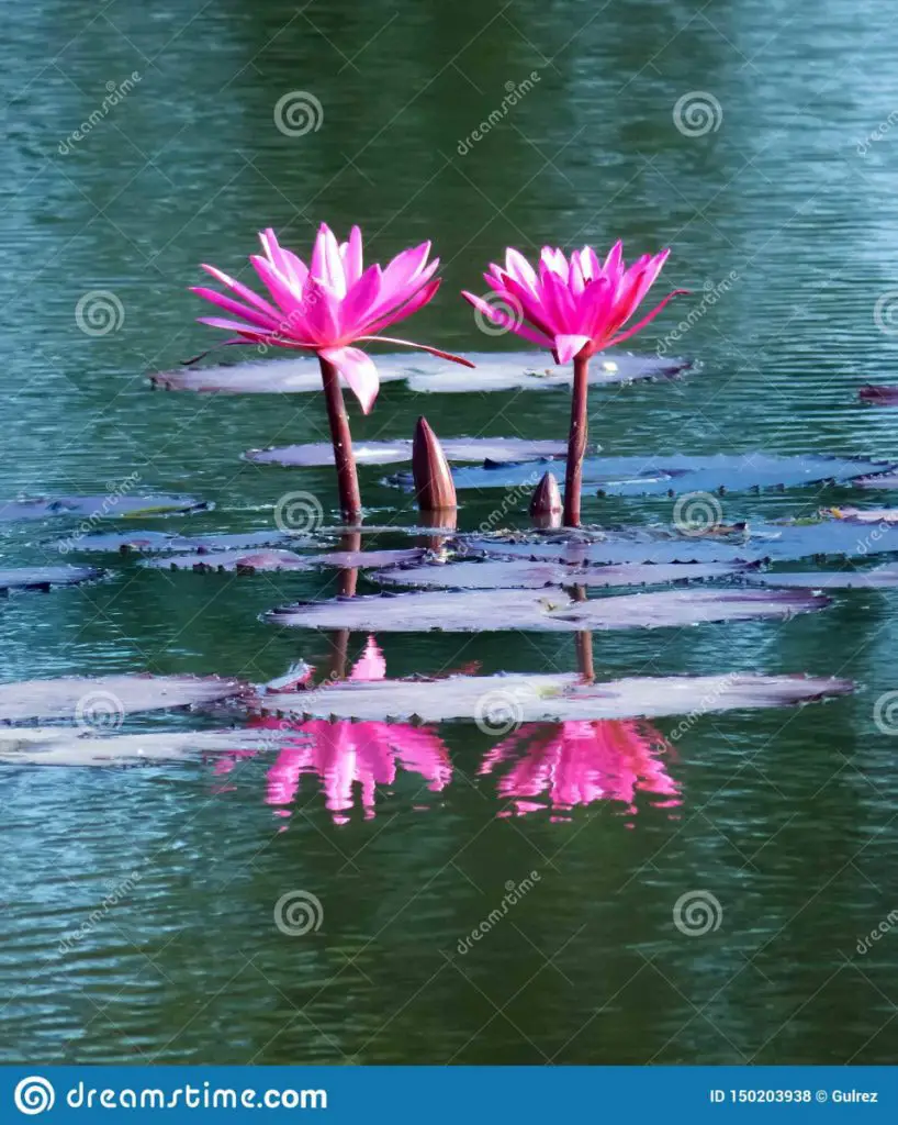 What is the Love of Water Called? PostureInfoHub