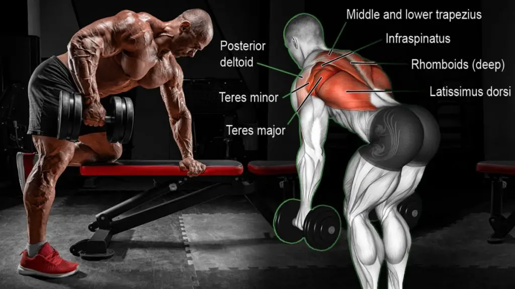 are-seated-rows-or-bent-over-rows-better-postureinfohub