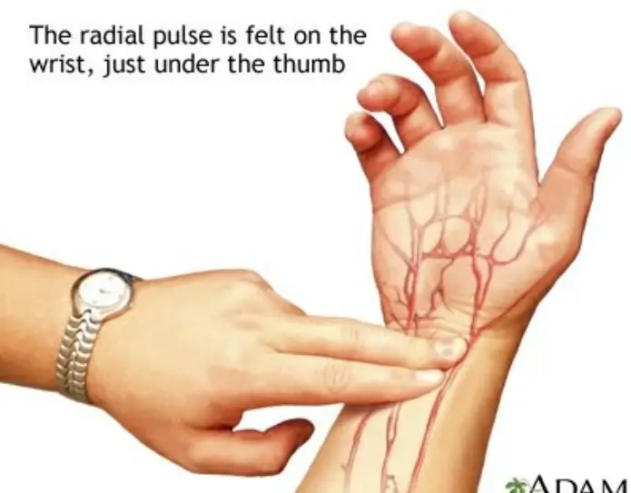 Why Can I See My Pulse in My Left Wrist?