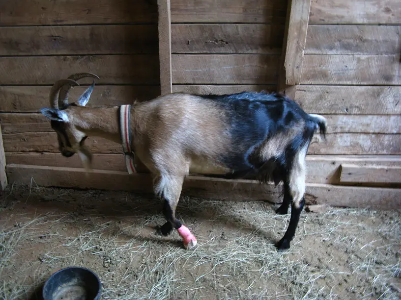 How to Tell if a Goats Leg is Broken? PostureInfoHub