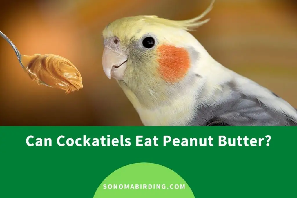Can Cockatiels Eat Peanut Butter? - PostureInfoHub