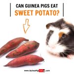 Image showcasing Can Guinea Pigs Have Sweet Potatoes? - PostureInfoHub
