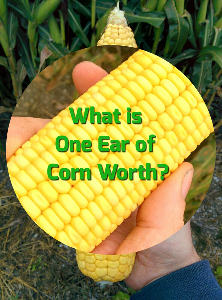 How Much is One Ear of Corn? PostureInfoHub