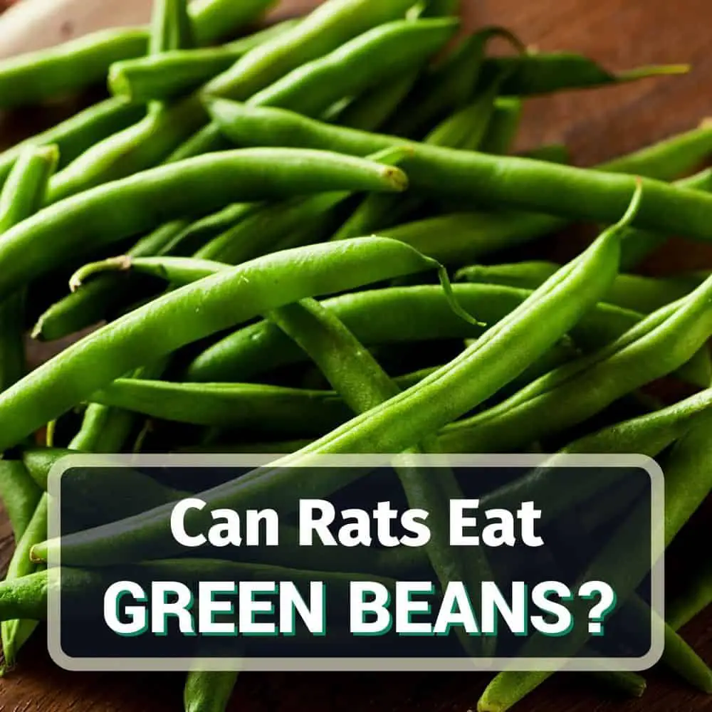 Can Rats Eat Green Beans? PostureInfoHub