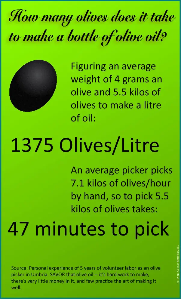 How Many Olives to Make Olive Oil? PostureInfoHub