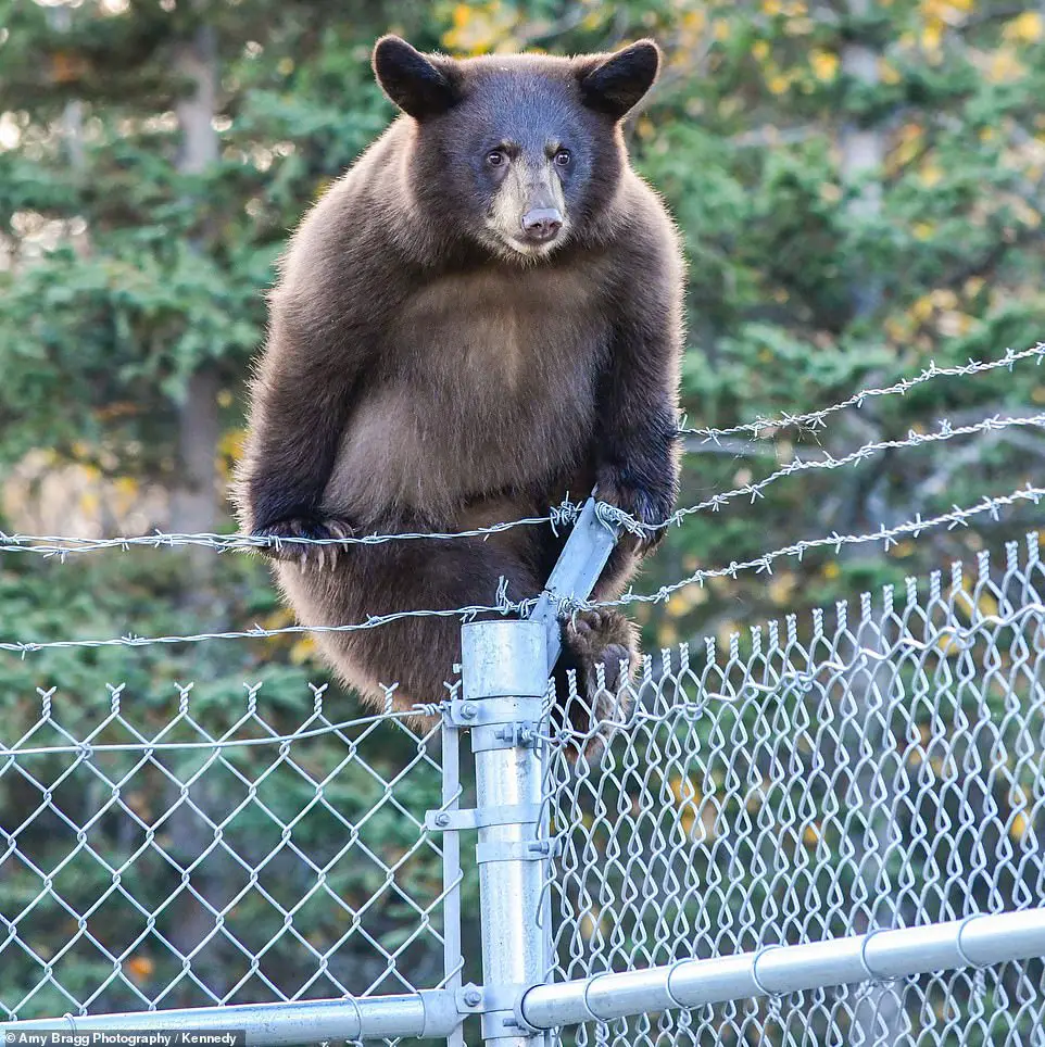 Can Bears Climb Fences