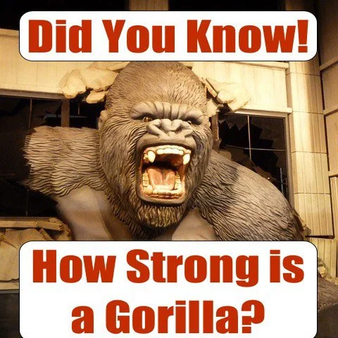 How Much Would the Average Gorilla be Able to Bench Press