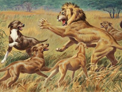 Rhodesian Ridgeback Vs Lion